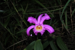 Sobralia violacea