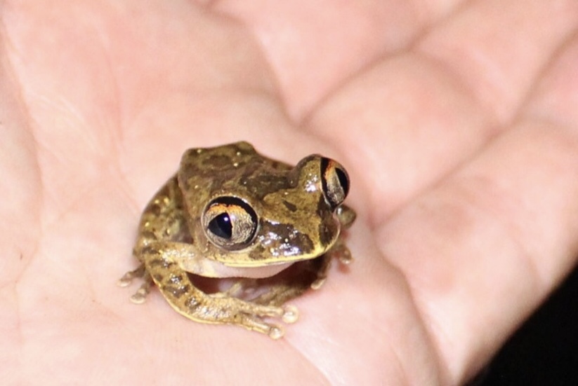 Leptopelis aubryi (Duméril, 1856)