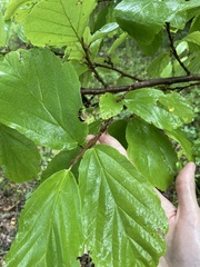 Hamamelis virginiana