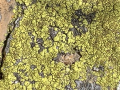 Candelariella rosulans