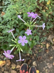Phlox