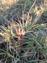 Gentianella amarella