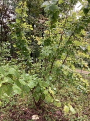 Hamamelis virginiana
