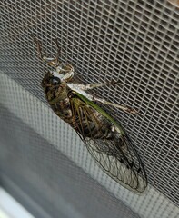 Neotibicen
