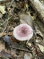 Russula mariae
