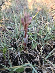 Gentianella amarella
