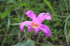 Sobralia violacea