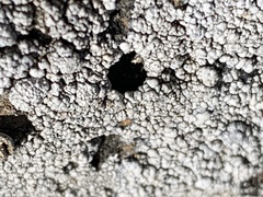 Toxomerus marginatus