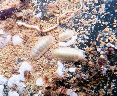 Ischnochiton cariosus