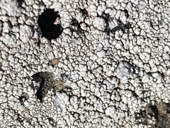 Toxomerus marginatus