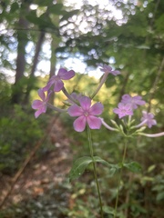 Phlox