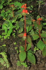 Kohleria stuebeliana