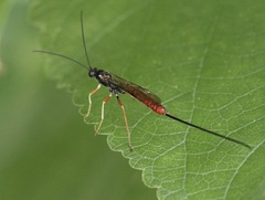 Dolichomitus irritator