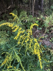 Solidago rugosa