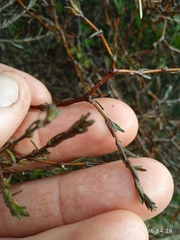 Coprosma acerosa