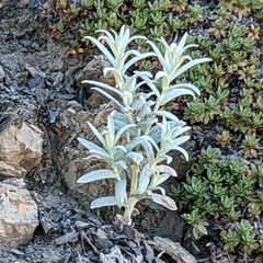 Gnaphalieae