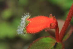 Kohleria stuebeliana