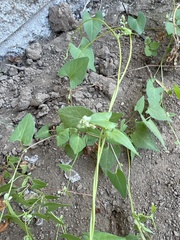 Calystegia occidentalis
