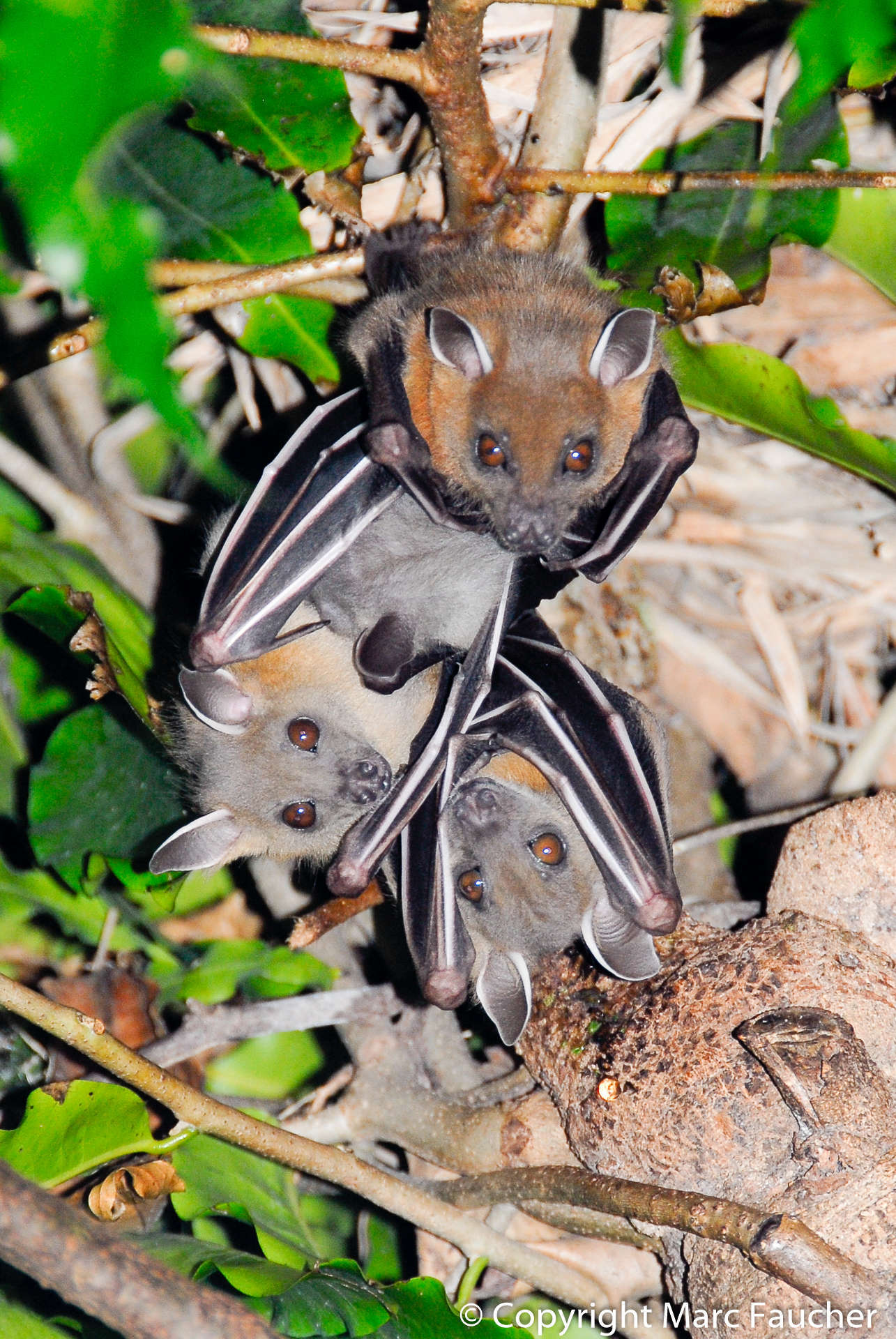 Greater short-nosed fruit bat