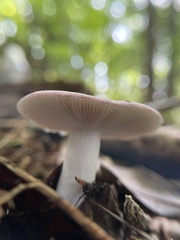 Russula mariae