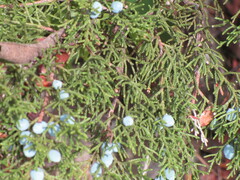 Juniperus ashei