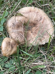 Russula amoenolens