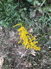 Solidago rugosa
