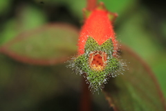 Kohleria stuebeliana