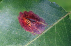 Gymnosporangium sabinae