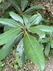Rhododendron maximum
