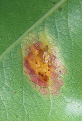 Gymnosporangium sabinae