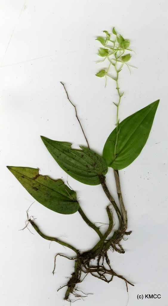 Liparis clareae