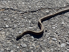 Thamnophis elegans terrestris