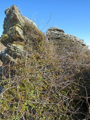 Rubus schmidelioides