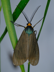 Ctenucha virginica