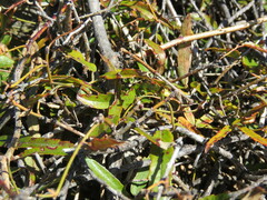 Rubus schmidelioides