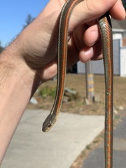 Thamnophis elegans terrestris