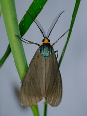 Ctenucha virginica