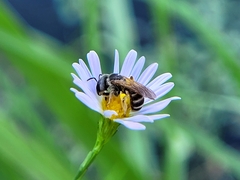 Halictus ligatus