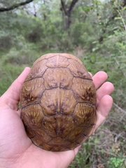 Terrapene carolina triunguis