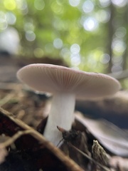 Russula mariae