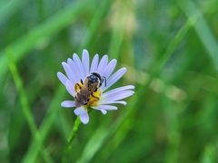 Halictus ligatus