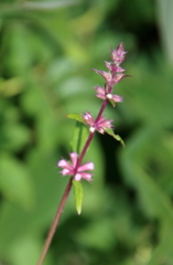 Stachys hispida