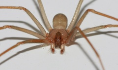 Loxosceles rufescens