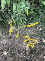 Solidago rugosa