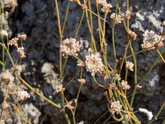 Eriogonum elongatum