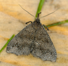 Phalaenostola larentioides