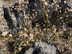 Eriogonum elongatum