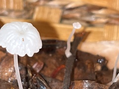 Hemimycena