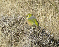 Zosterops lateralis lateralis